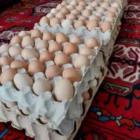 تخم مرغ محلی|خوردنی و آشامیدنی|اندیشه, اندیشه فاز ۱|دیوار
