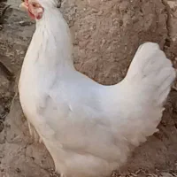 مرغ و خروس گلین و لهستانی