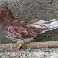 کبوتر  سیاتی سمن‌اتشی|پرنده|کرمانشاه, |دیوار