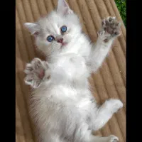 گربه بریتیش|گربه|تهران, سعادت‌آباد|دیوار