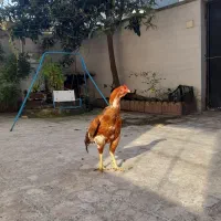 خروس لاری|حیوانات مزرعه|بندر انزلی, عباس آباد|دیوار