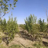 باغچه هلو و شلیل گلابی تاکستان