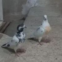 دوتا غریبگیری