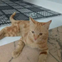 گمشده در محدوده بهاران|گربه|سبزوار, غرب نیروگاه|دیوار