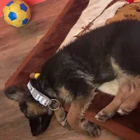 ژرمن شپرد|سگ|تهران, جنت‌آباد مرکزی|دیوار