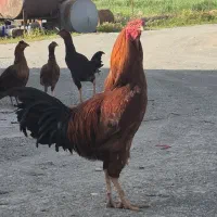 خروس  دو رگه لاری