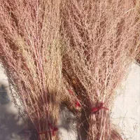 جارو شهرداری ،محلی|لوازم نظافت|اندیمشک, |دیوار