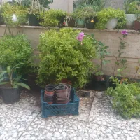 گل ناز پاندانوس  پتوس وگلهای آویزورونده|گل و گیاه طبیعی|نیشابور, شهرک فرهنگیان|دیوار