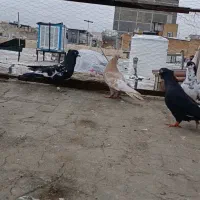 بهبونی پلنگ هوایی