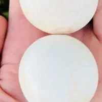 سنگ قیمتی کارشناسی و ...