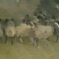 ۲۰راس گوسفند ابستن|حیوانات مزرعه|کوهدشت, |دیوار