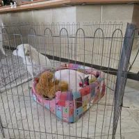 پارک سگ وگربه