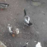 اوردک محلی|حیوانات مزرعه|لولمان, |دیوار