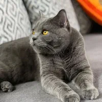 گربه اسکاتیش نر واگذاری ۷ ماهه