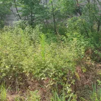 فروش فوری/زمین مسکونی/شهررشت/موقعیت عا،لی|فروش زمین و ملک کلنگی|رشت, فرزانه|دیوار