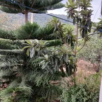 اجاره سوئیت