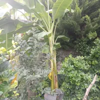 تولید انواع گلهای بیرونی وموز ومرکبات اصلاح  شده|خدمات باغبانی و درختکاری|نشتارود, |دیوار