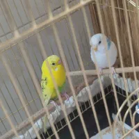 مرغ عشق نر و ماده با لوازم