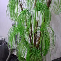 درختچه مصنوعی