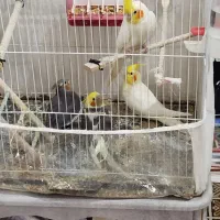 عروس هلندی