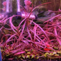 گیاهان خاص اکواریوم پلنت هلندی|ماهی|تهران, دولتخواه جنوبی|دیوار