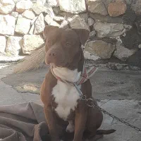 حیوان|سگ|اسلامآباد غرب, |دیوار