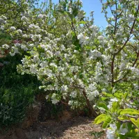 فروش4000مترمربع-باغ-میوه