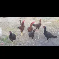 خروس و مرغ لاری اصیل