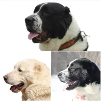 سگ آلابای ترکمن