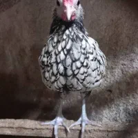 قناری زرد ماده جفت نخورده ، سیبرایت مرغ وخروس|پرنده|رشت, نخودچر|دیوار