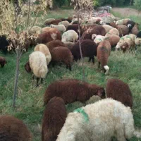 گوسفند زنده کانی شیرین و کانی کلانه