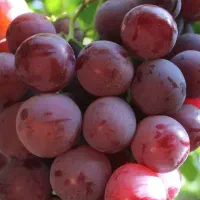کود به قیمت عمده