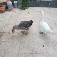 غاز|حیوانات مزرعه|ارومیه, |دیوار