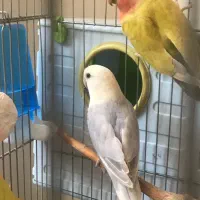 طوطی برزیلی|پرنده|سنقر, |دیوار