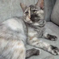 فروش بچه گربه ۴ ماهه پرشین  ماده ۲میلیون|گربه|ساری, |دیوار