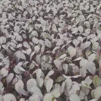 نشا کلم سفید وقرمز