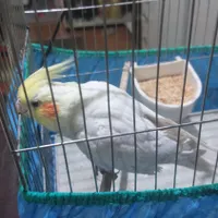 عروس هلندی
