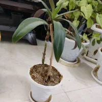 گل موسی در گهواره