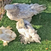 فروش مولدین برهما لایت|حیوانات مزرعه|سورک, |دیوار