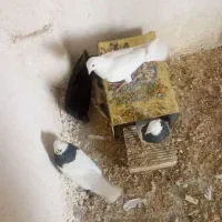 کبوتر زاغ کبوتر تهرونی کبوتر طوقی|پرنده|شهرضا, |دیوار