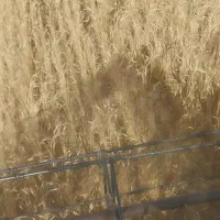 فروش-زمین-کشاورزی27هکتار-روستای-شادی-اباد