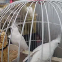 عروس هلندی آلبینو نر ولوتینو مولد وتکی