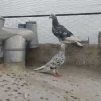 چندعددکبوترپرشی