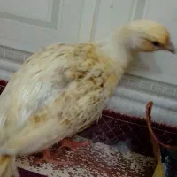 مرغ آشتی آلبینو