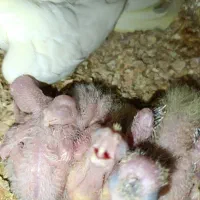 عروس و گرینجیک|پرنده|قم, باغ اشرافی|دیوار