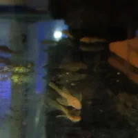 کت فیش کالر ویدئو دالر فایتر تایگر پرت کت فیش|ماهی|کرج, شاهین‌ویلا|دیوار