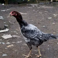 فروش جوجه لاری|حیوانات مزرعه|بابل, |دیوار