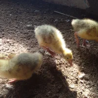 جوجه قو غاز دورگه