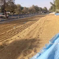 شلتوک کامفیروز