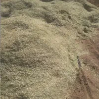 کاه‌ لوبیا قرمز